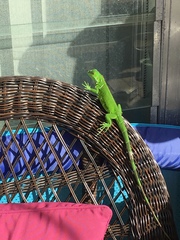 Iguana iguana