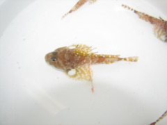 Arctic Hookear Sculpin photo 2