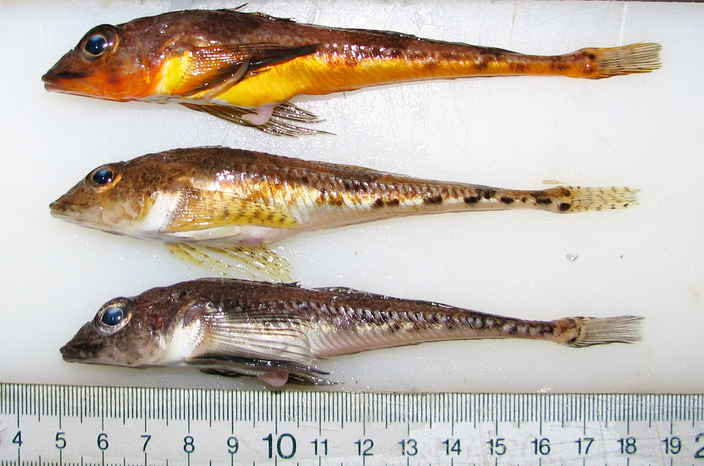Moustache sculpin (Triglops murrayi) — Cottidae