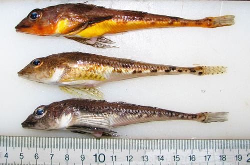 Moustache sculpin (Triglops murrayi) — Cottidae
