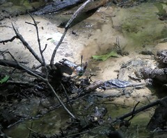 Cordulegaster erronea