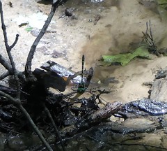 Cordulegaster erronea