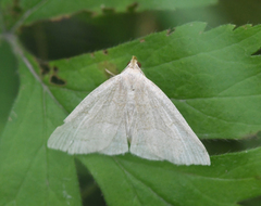 Zanclognatha pedipilalis