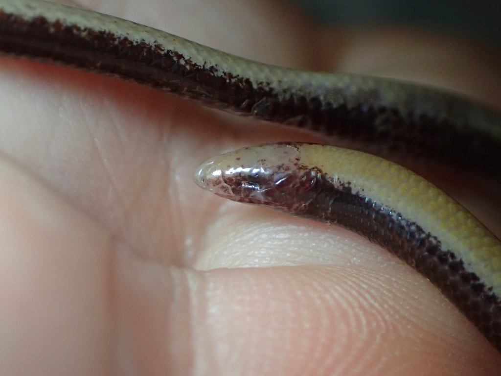 Sandstone Legless Skink