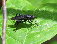 Chalcosyrphus chalybeus