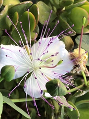 Capparis