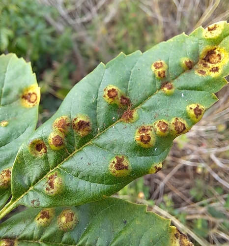yellow trumpetbush gall rust