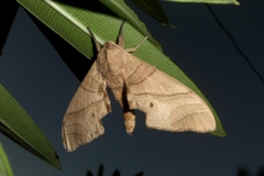 Marumba