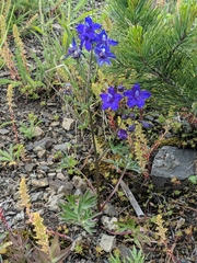 Delphinium glareosum