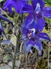 Delphinium glareosum