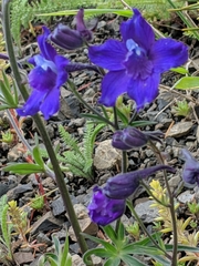 Delphinium glareosum