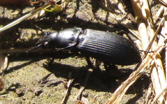 Pterostichus melanarius