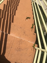 Iguana iguana