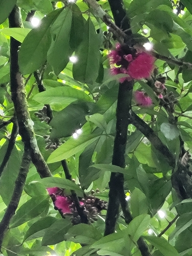 Syzygium malaccense