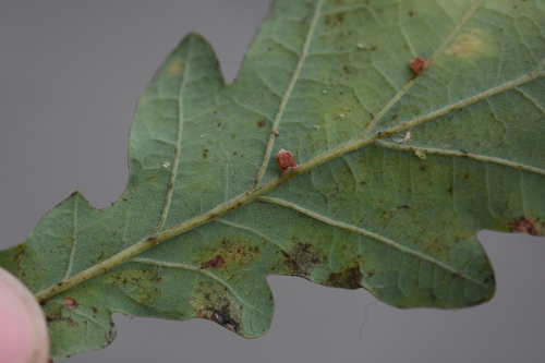 Oyster Gall Wasp