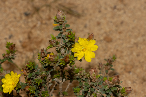 Hibbertia sericea, photograph 6