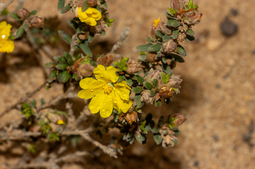 Hibbertia sericea, photograph 4