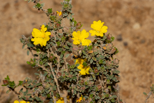 Hibbertia sericea, photograph 5