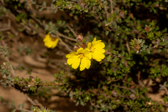 Hibbertia sericea, photograph (c) T. Hammer, some rights reserved (CC BY)
