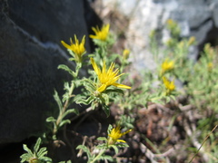Ericameria suffruticosa