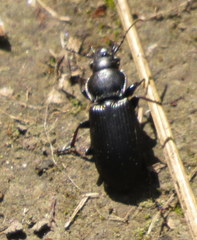 Pterostichus melanarius