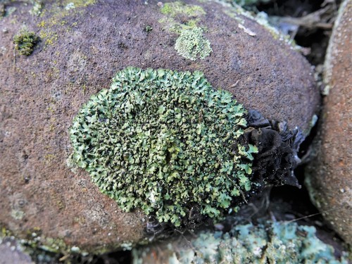 Mealy Shadow Lichen