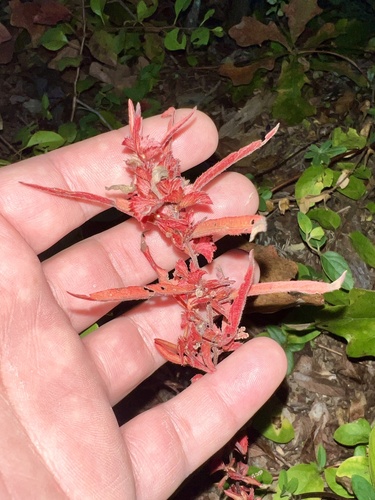 Image of Acalypha gracilens by (c) Joshua Ebright, some rights reserved (CC BY)