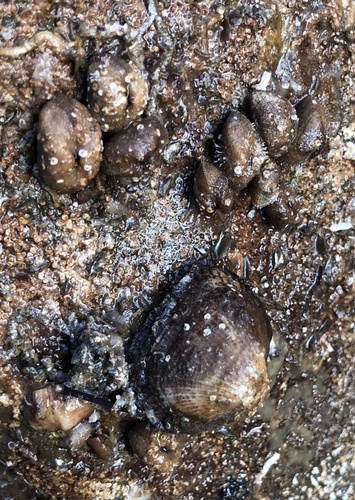 Fugleria illota observed 2024-11-16