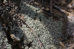 Leprocaulon americanum