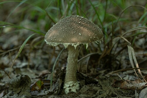 Medium