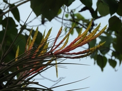 Tillandsia inopinata
