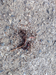 Tetramorium tsushimae