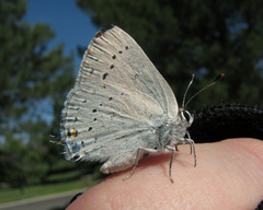 Satyrium sylvinus putnami