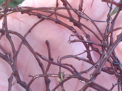 Gracilariopsis
