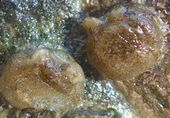 Molgula manhattensis