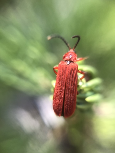 iNaturalist observation photo of Red Net-winged Beetle