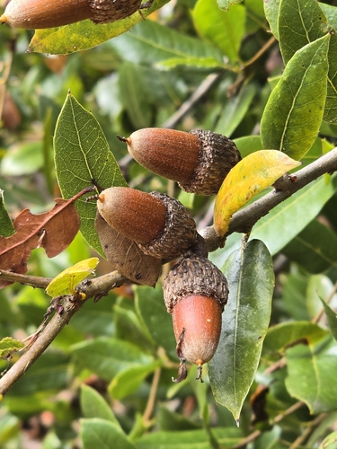 Image of Quercus parvula by (c) Alan Rockefeller, some rights reserved (CC BY)