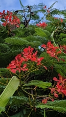 Delonix regia
