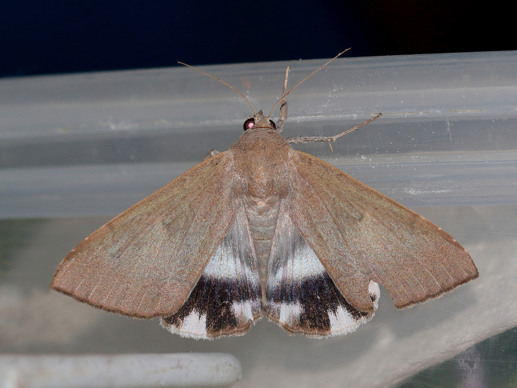Achaea argilla