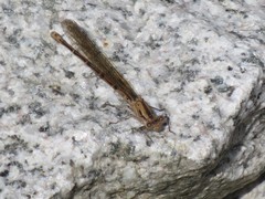 Argia emma