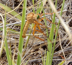 Diogmites angustipennis