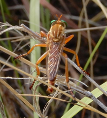 Diogmites angustipennis