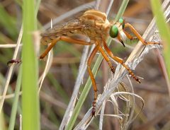 Diogmites angustipennis
