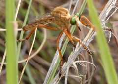 Diogmites angustipennis