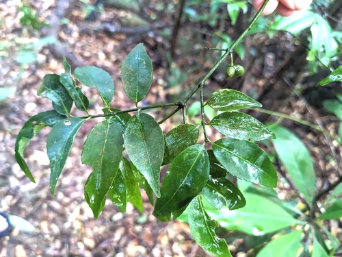 Euonymus lutchuensis iNat (2)