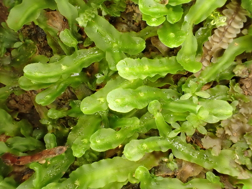 Pallavicinia observed 2024-11-22