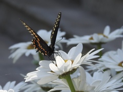 Papilio polyxenes