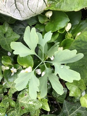 Ginkgo biloba
