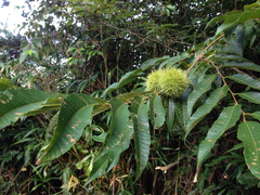 Castanea crenata