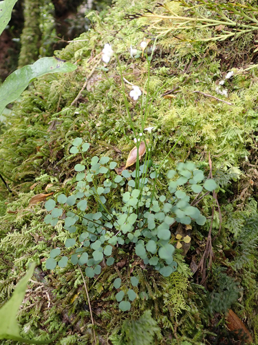 panapana (Cardamine dolichostyla)